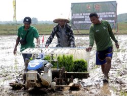 Pj. Bupati Subang Hadiri Panen Raya Padi dan Tanam Padi bersama Kasad