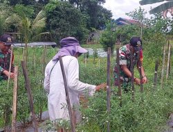 Wujud Kebersamaan Dengan Warga Desa Binaan Babinsa 1204- 02 / Sekayam Bantu Petani Panen Cabe