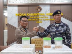 Sebanyak 52 Box Baby Lobster yang Akan di Selundupkan Ke Luar Negeri Berhasil di Gagalkan TNI-AL