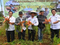 Pemkab Humbahas Bersama TTM Panen Wortel Nantes di Food Estate, Hasil Lebih Kurang 10 Ton/ha