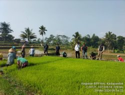 Asep Mubarok Sp Korlu Bpp Kadupandak Gelar Pengamatan Basmi Hama Wereng Coklat