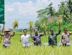 Ikuti Panen Raya Padi : Pj Bupati Ciamis Tekankan Pentingnya Ketersediaan dan Keterjangkauan Pangan